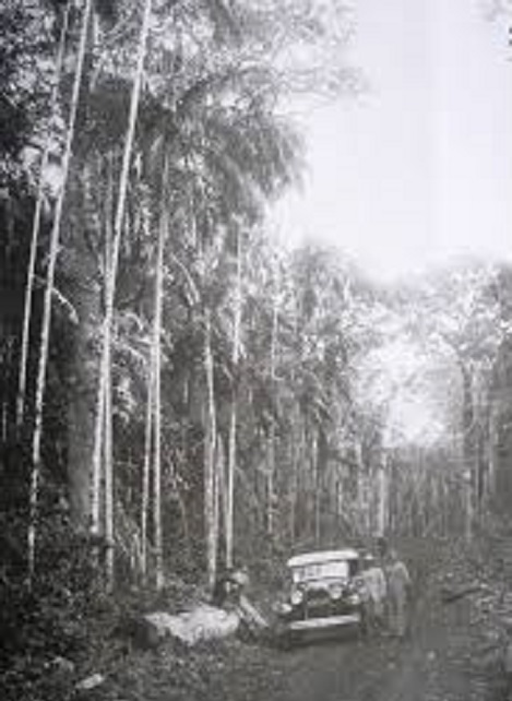 Pela trilha da mata - depoimento de Alcides Petita, segunda-feira, 11/01/2016 | Foto: Crédito José Juliani (Avenida Paraná, Londrina, em 1933)