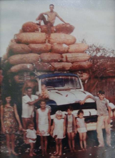 Foto: Safra de algodão final da década de 1960 -| Crédito da imagem: Vady Preciso