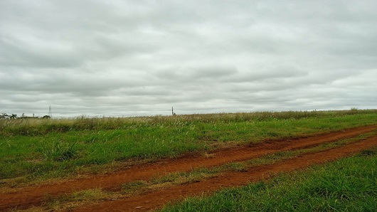 Buva uma planta dainha