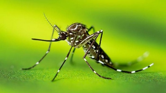 O mosquito da dengue — Aedes aegypti